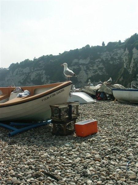 File:Gull and boats, Beer - geograph.org.uk - 231511.jpg