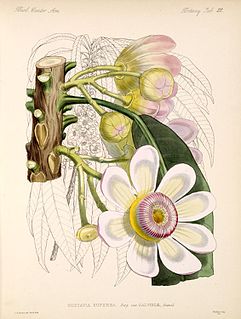 <i>Gustavia</i> (plant) Genus of flowering plants