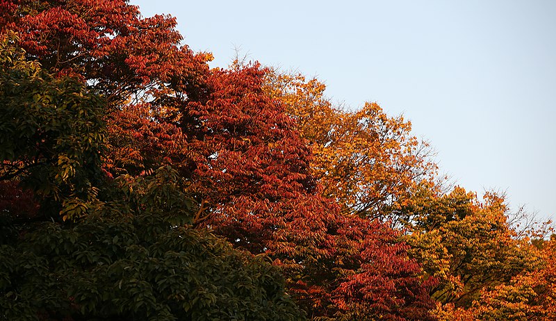 File:Gyeongbokgung 20141015 04 (15361990118).jpg