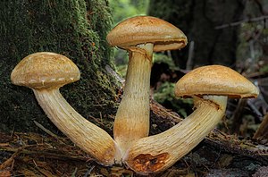 Gymnopilus viridans (Murrill) Hesler 363906.jpg