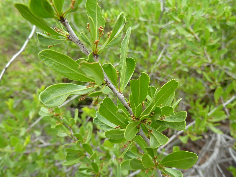 File:Gymnosporia buxifolia, loof en blomknoppe, a, Schanskop.jpg