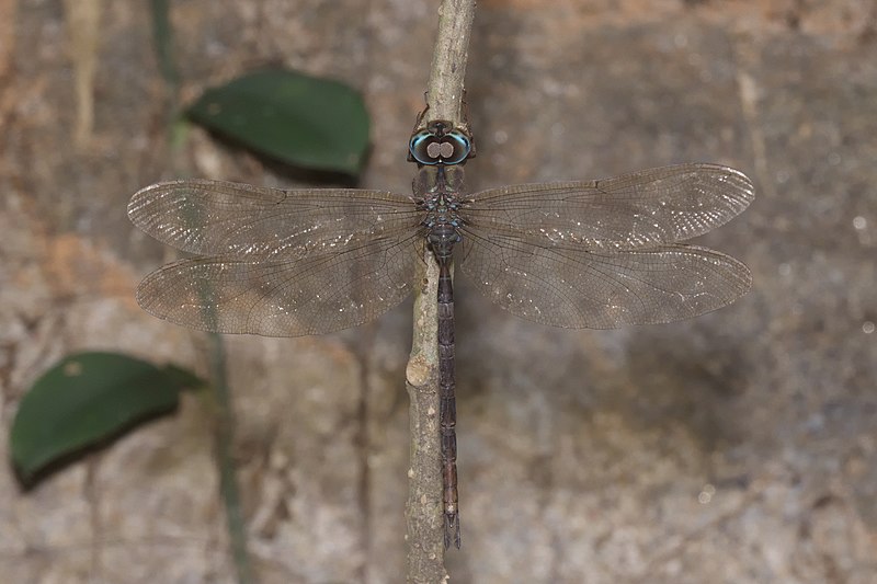 File:Gynacantha-Kadavoor-2016-03-30-001.jpg