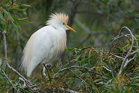 Bubulcus ibis (Western Cattle Egret)