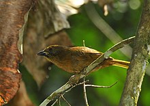 Habia rubica-Miracatu, Sao Paulo, Brasilien-8.jpg