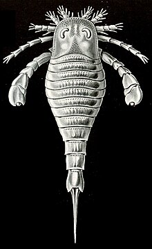 Eurypterid from Ernst Haeckel's Kunstformen der Natur (1904)