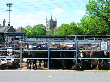 Hailsham Livestock Market