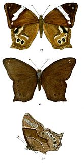 <i>Lethe dynsate</i> Species of butterfly
