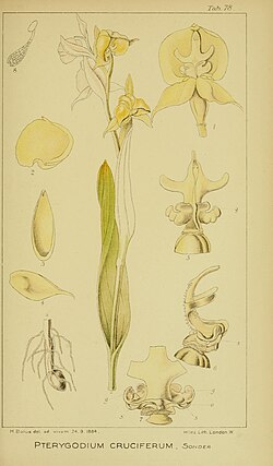 Harry Bolus - Orchids of South Africa - volume III plate 078 (1913).jpg