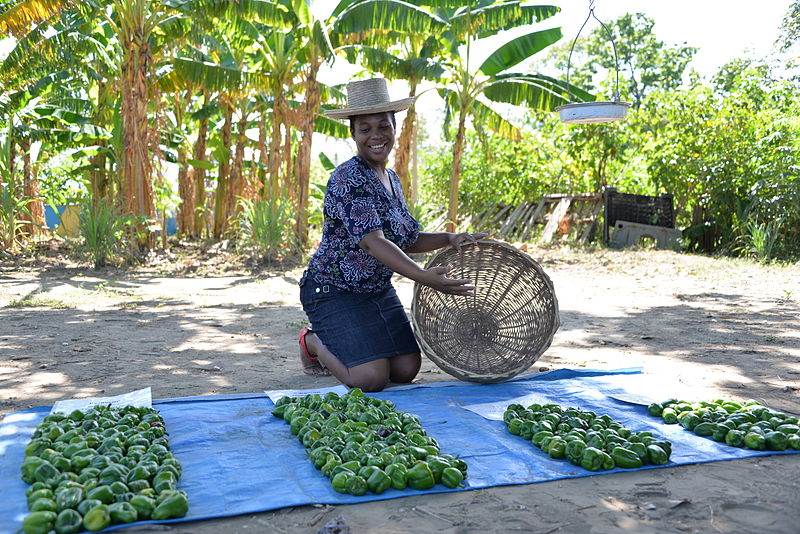 File:Harvesting peppers from SOIL's experimental farm. Photo credit- Ricardo Venegas. (15921423441).jpg