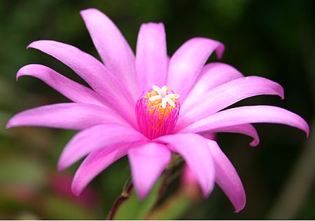 ไฟล์:Hatiora ×graeseri flower.jpg
