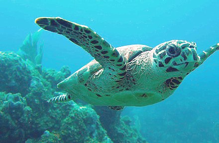 Hawksbill Turtle off Ginger Island