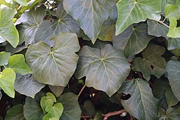 A Hedera crebrescens vegetatív levelei