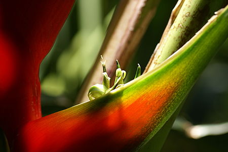 Heliconia_bihai