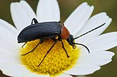  Heliotaurus ruficolis (Tenebrionidae)