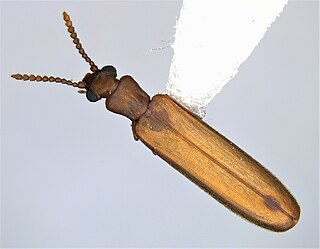 <i>Hemipeplus chaos</i> Species of beetle