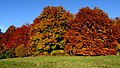 Herbstbild mit Buchen