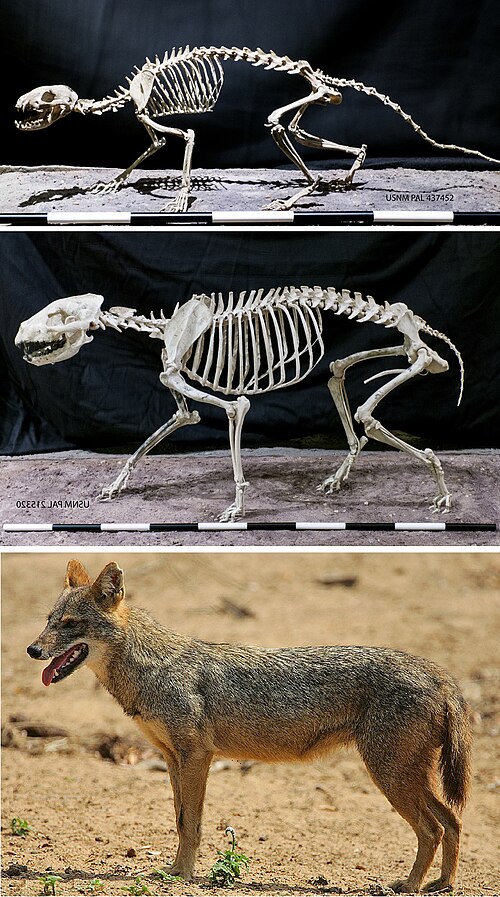 Representatives of three canid subfamilies: Hesperocyon (Hesperocyoninae), Aelurodon (Borophaginae) and Canis aureus (Caninae)