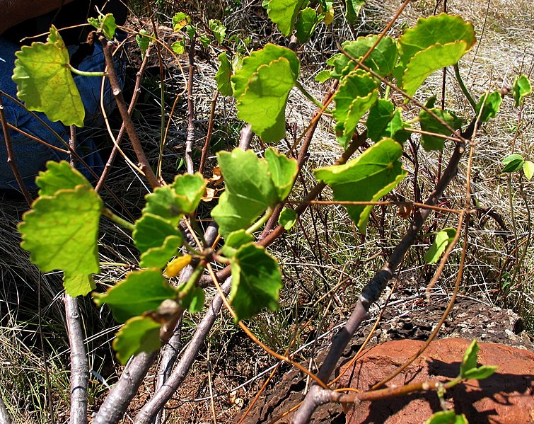 File:Hibiscus brackenridgei subsp. brackenridgei (4798323434).jpg