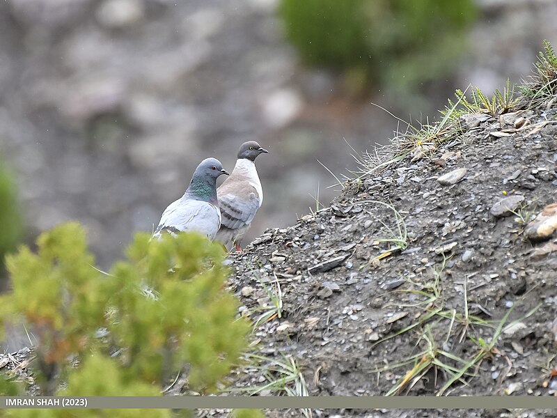 File:Hill Pigeon (Columba rupestris) & Snow Pigeon (Columba leuconota) (53619153139).jpg