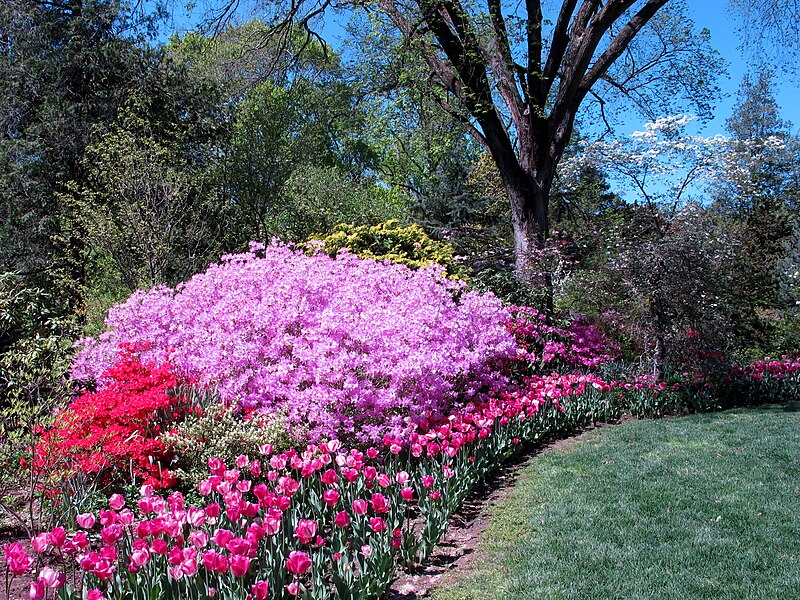 File:Hillwood Gardens in April (16977406673).jpg