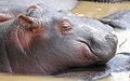 Hippo (Hippopotamus amphibius) young resting ... (32723763198).jpg