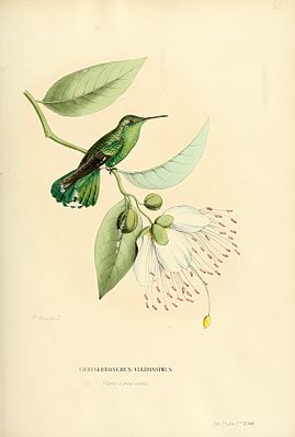 Green-tailed gloss throats