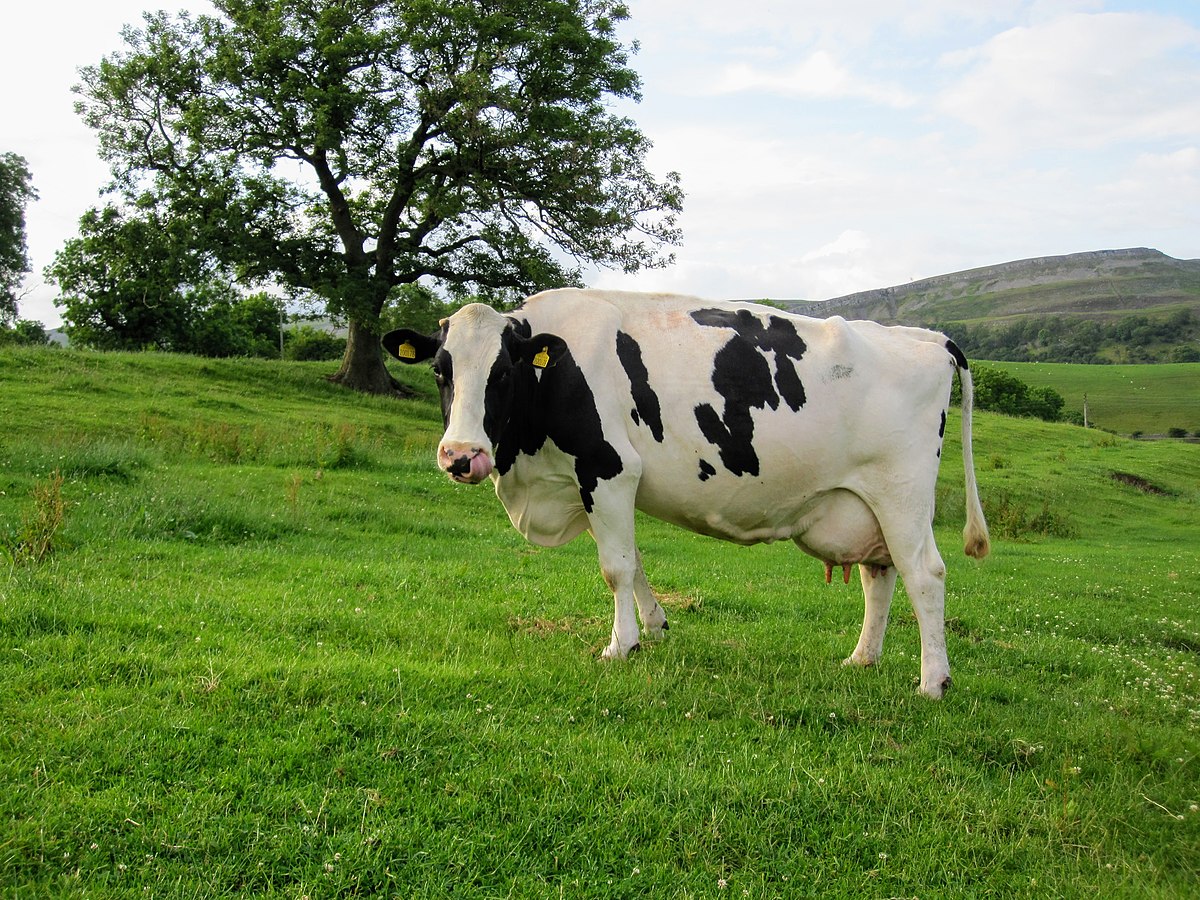 Holstein Friesian cattle - Wikipedia
