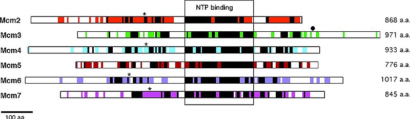 File:Homology shared within the Mcm2-7 protein family.jpg