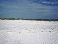 Looking inland from the shoreline