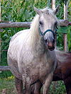 Horse Cabalo 019eue.jpg