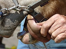 A horse tongue extended and held by a human hand. Horse tongue J1.JPG