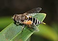   Hoverfly laying an egg