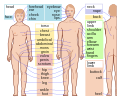 Human body features-en.svg