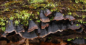 Umberbruner bristle disk (Hymenochaete rubiginosa)