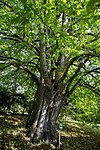 Mountain elm (Ulmus glabra)