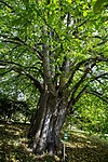 Berg-Ulme (Ulmus glabra)