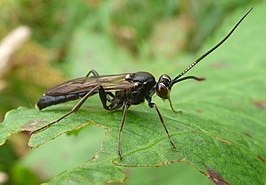 Virgichneumon albilineatus