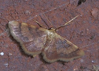 <i>Idaea demissaria</i> Species of moth