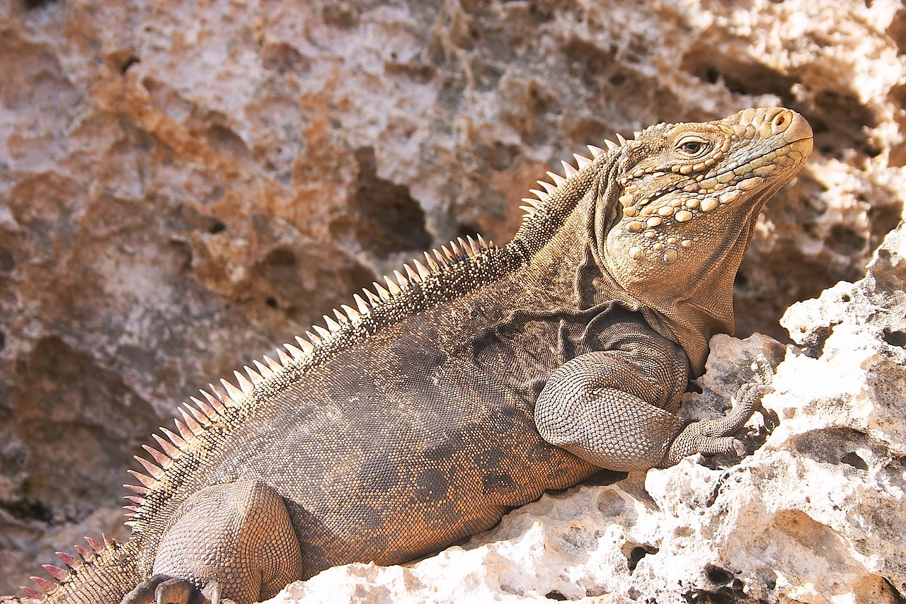 iguana iguana itis