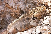 Iguane terrestre de Cuba