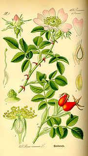Thumbnail for Rosaceae