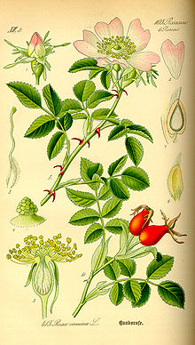 Illustration Rosa canina0.jpg