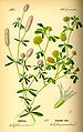 Illustration Trifolium campestris0.jpg