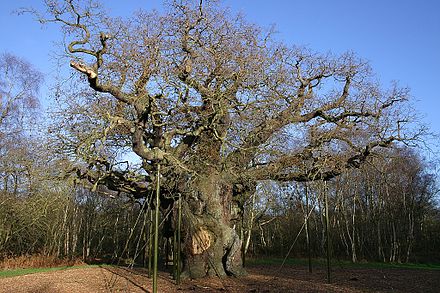 Major Oak in Sherwood Forest; a traditional landmark of the north-east Midlands.