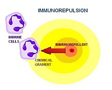 Neutrophils being repelled from a chemokinetic agent Immunorepulsion 2.jpg