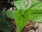 Insulin Plant - Chamaecostus cuspidatus - new leaf closeup.JPG