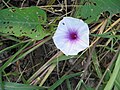 Ipomoea aquatica