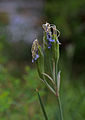 Western blue flag (Iris missouriensis) fruit
