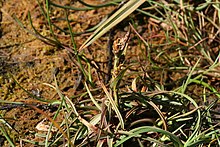 Ishavsstarr - Carex subspathacea0199 - Flickr - Ragnhild & Neil Crawford.jpg