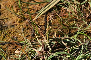 <i>Carex subspathacea</i> Species of plant in the genus Carex